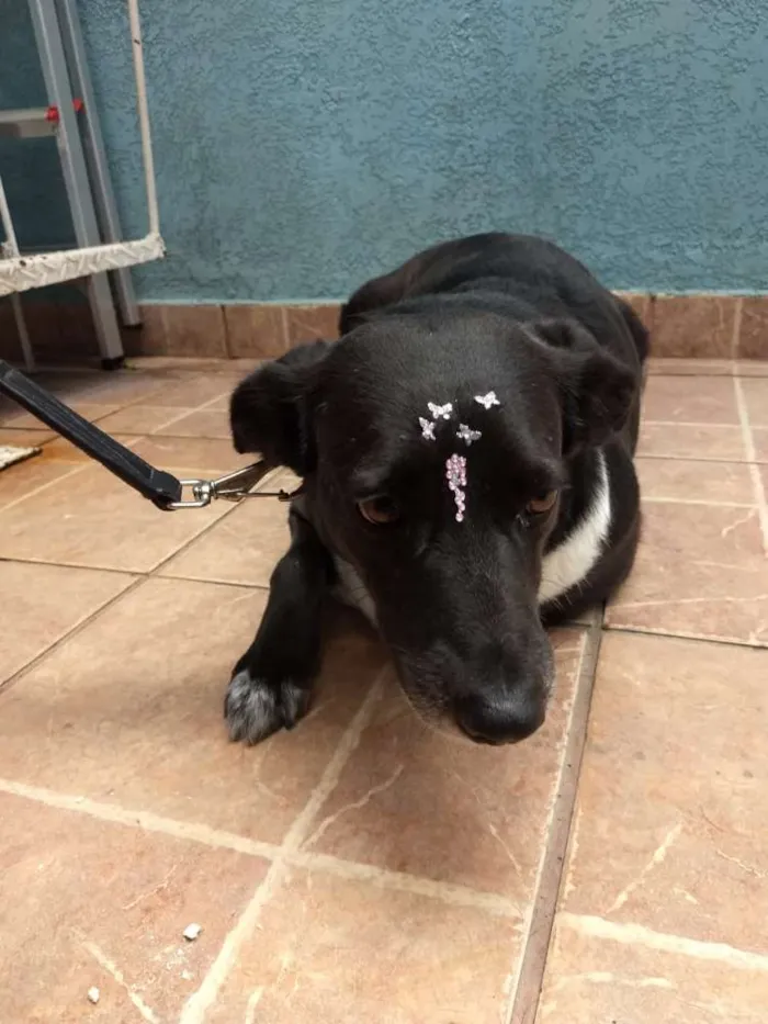 Cachorro ra a Canina idade 3 anos nome Paola