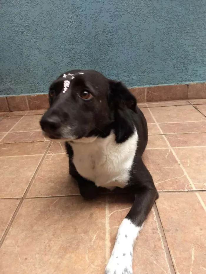 Cachorro ra a Canina idade 3 anos nome Paola