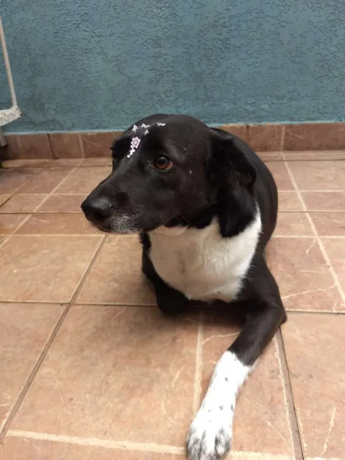 Cachorro ra a Canina idade 3 anos nome Paola
