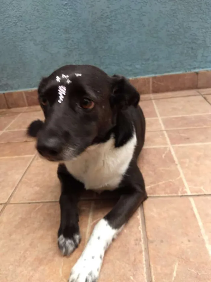Cachorro ra a Canina idade 3 anos nome Paola