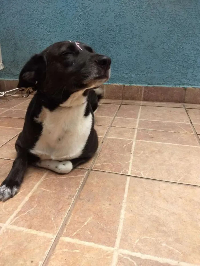 Cachorro ra a Canina idade 3 anos nome Paola