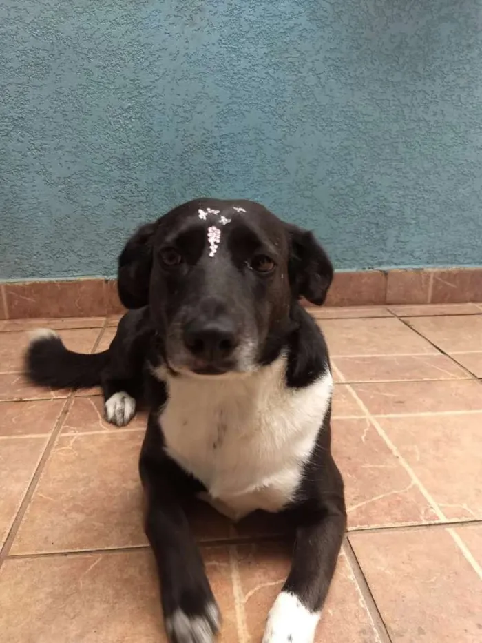 Cachorro ra a Canina idade 3 anos nome Paola