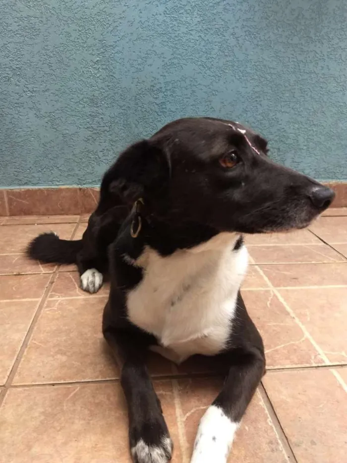 Cachorro ra a Canina idade 3 anos nome Paola