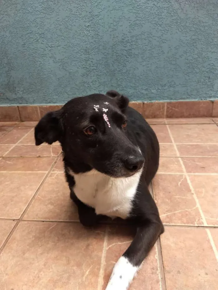 Cachorro ra a Canina idade 3 anos nome Paola