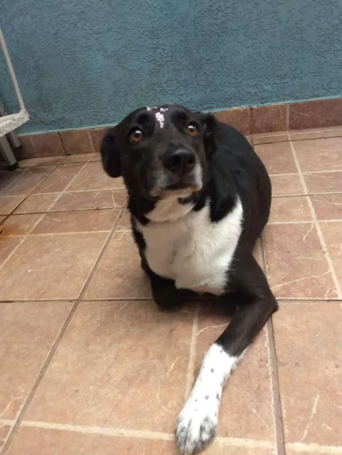 Cachorro ra a Canina idade 3 anos nome Paola