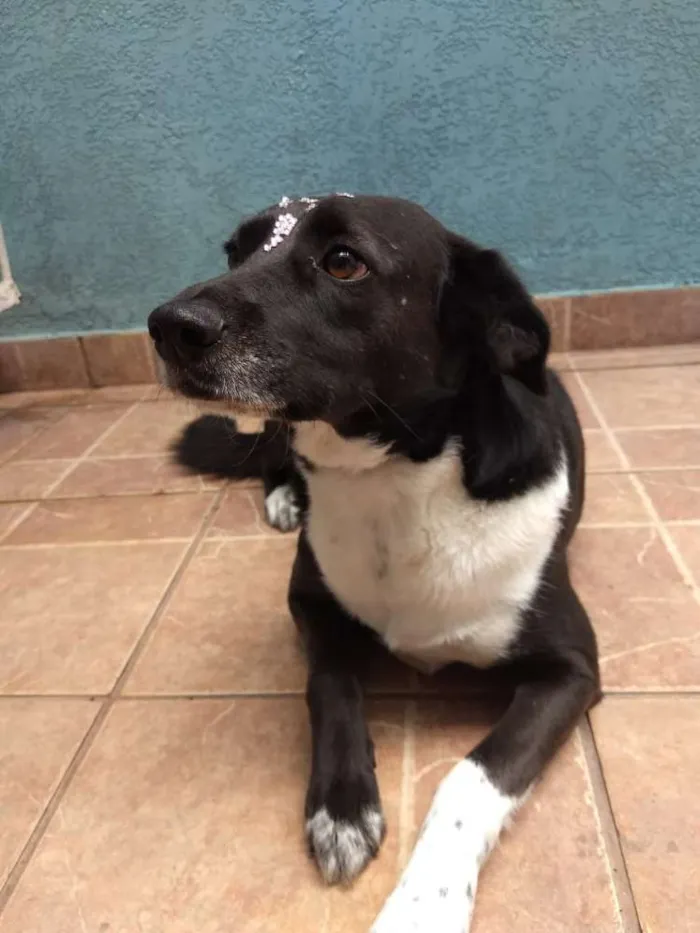 Cachorro ra a Canina idade 3 anos nome Paola