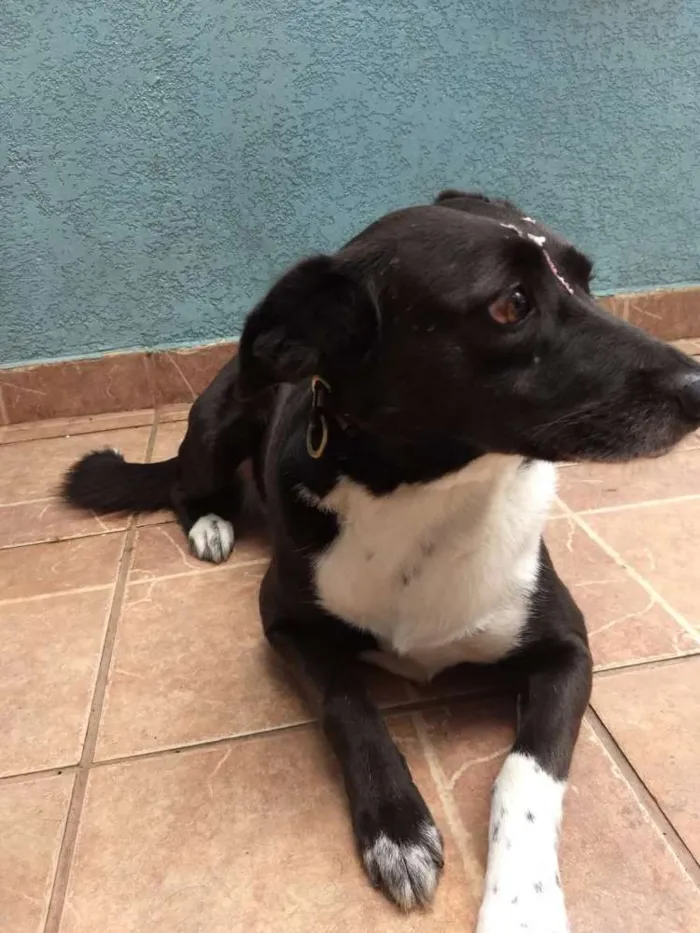 Cachorro ra a Canina idade 3 anos nome Paola