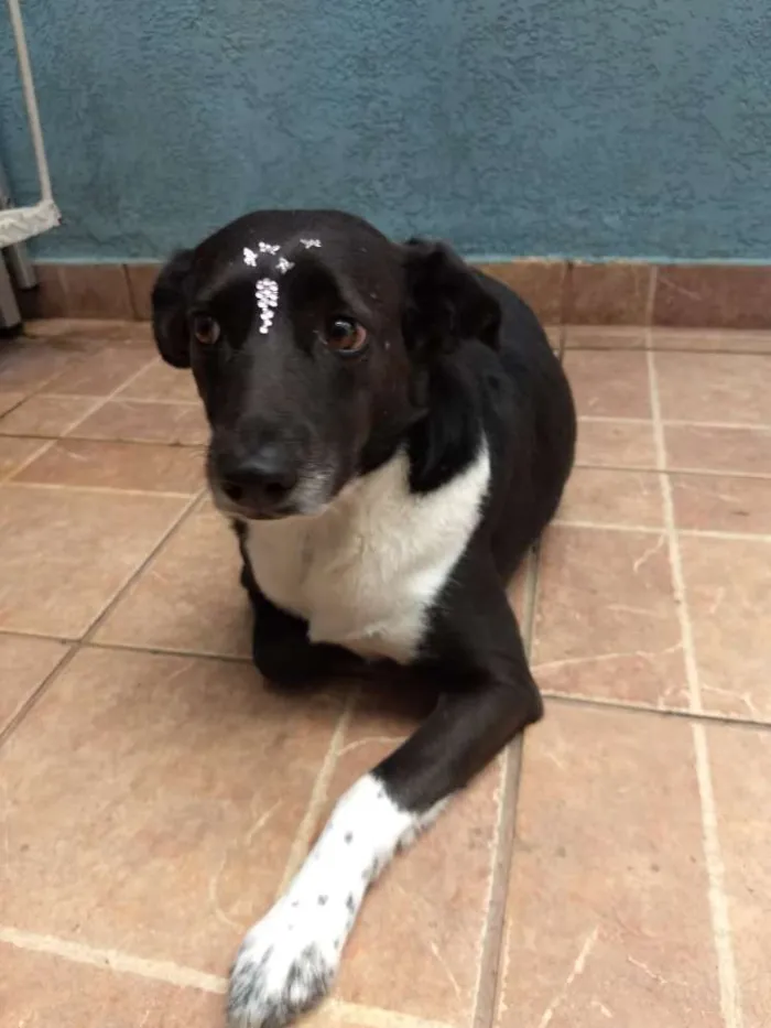 Cachorro ra a Canina idade 3 anos nome Paola