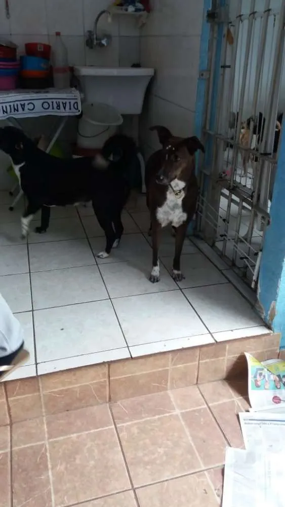 Cachorro ra a Canina idade 3 anos nome Paola