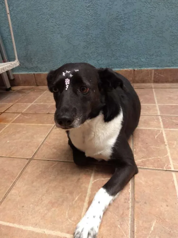 Cachorro ra a Canina idade 3 anos nome Paola