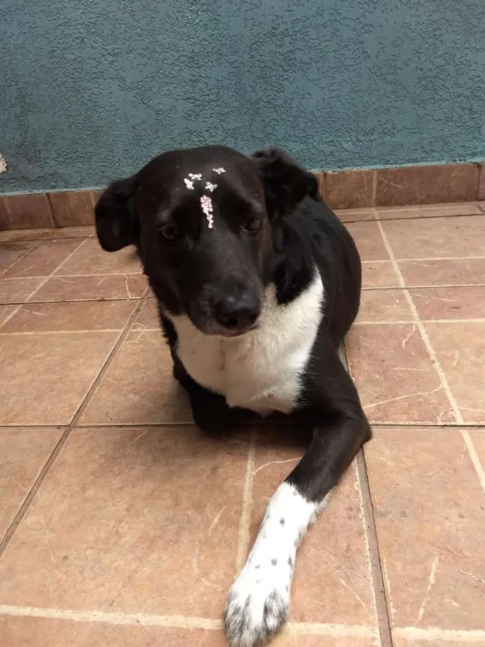Cachorro ra a Canina idade 3 anos nome Paola