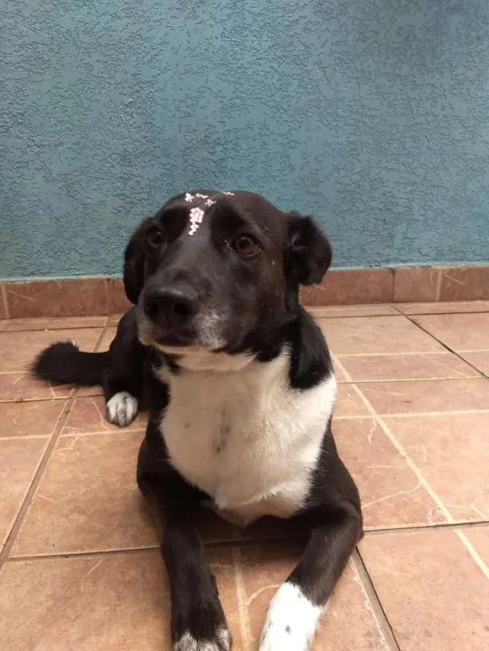 Cachorro ra a Canina idade 3 anos nome Paola