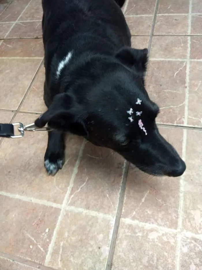 Cachorro ra a Canina idade 3 anos nome Paola