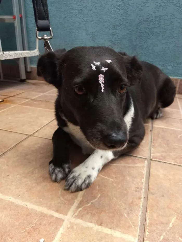 Cachorro ra a Canina idade 3 anos nome Paola