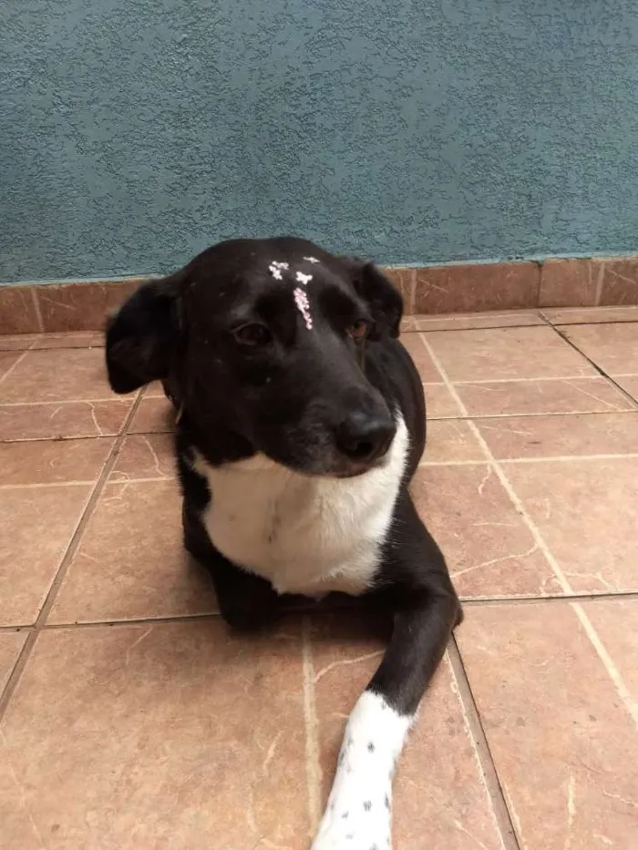 Cachorro ra a Canina idade 3 anos nome Paola