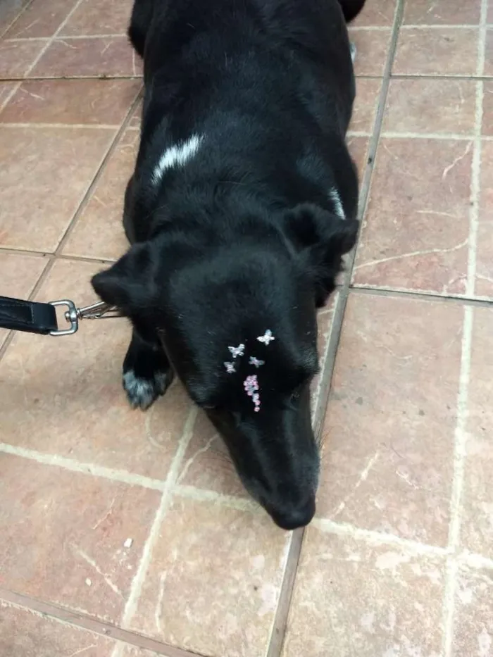 Cachorro ra a Canina idade 3 anos nome Paola