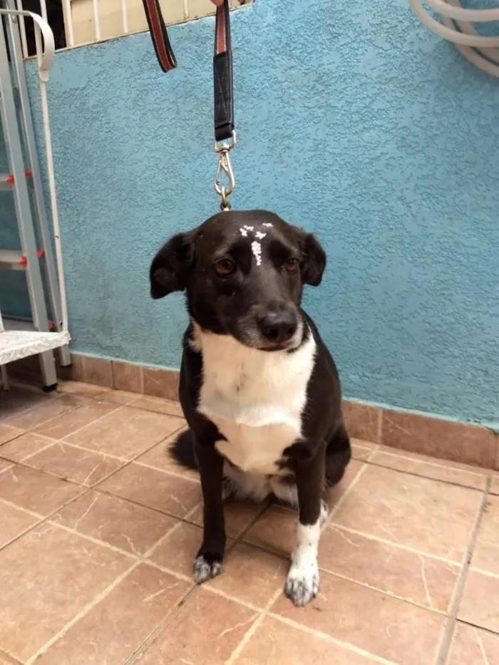 Cachorro ra a Canina idade 3 anos nome Paola