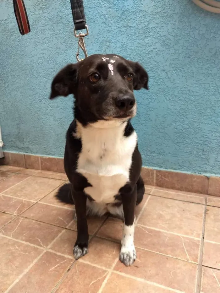 Cachorro ra a Canina idade 3 anos nome Paola