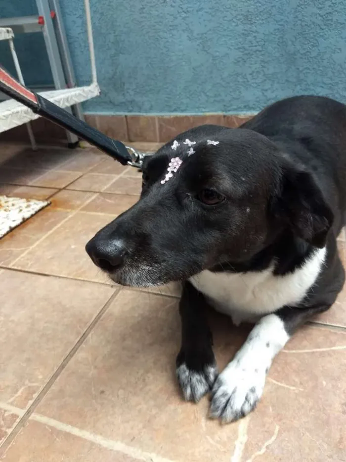 Cachorro ra a Canina idade 3 anos nome Paola