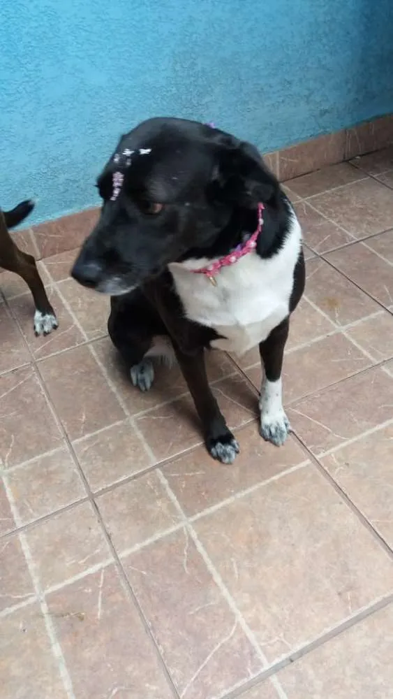 Cachorro ra a Canina idade 3 anos nome Paola