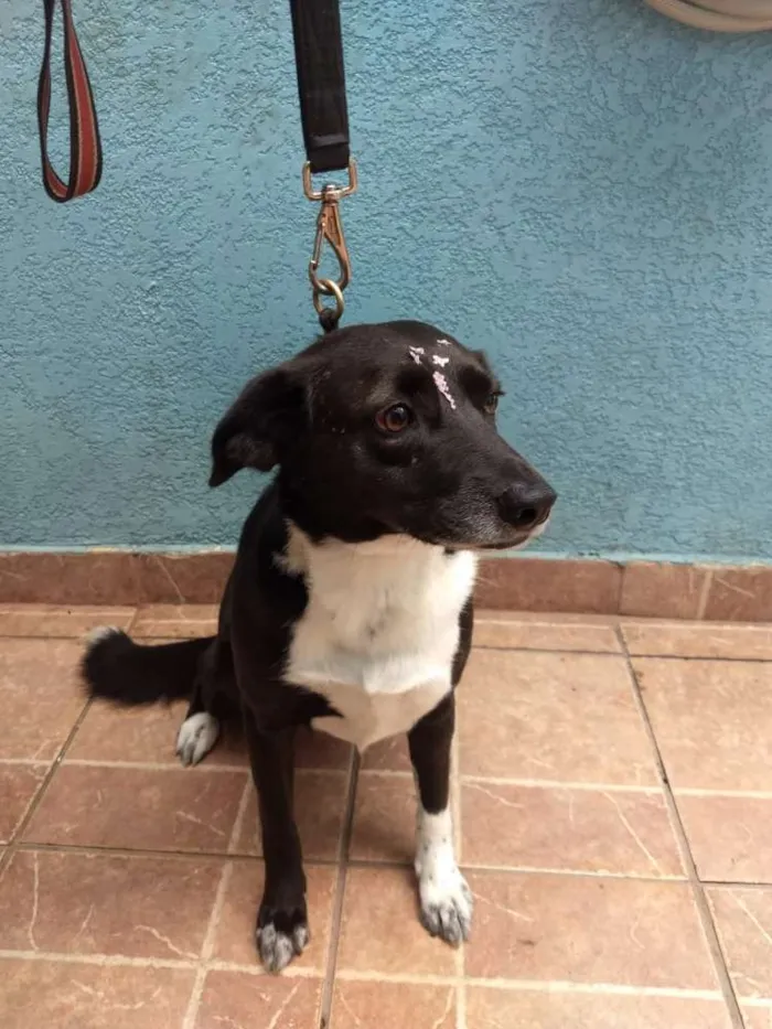 Cachorro ra a Canina idade 3 anos nome Paola