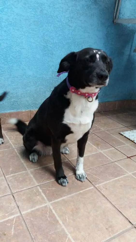 Cachorro ra a Canina idade 3 anos nome Paola