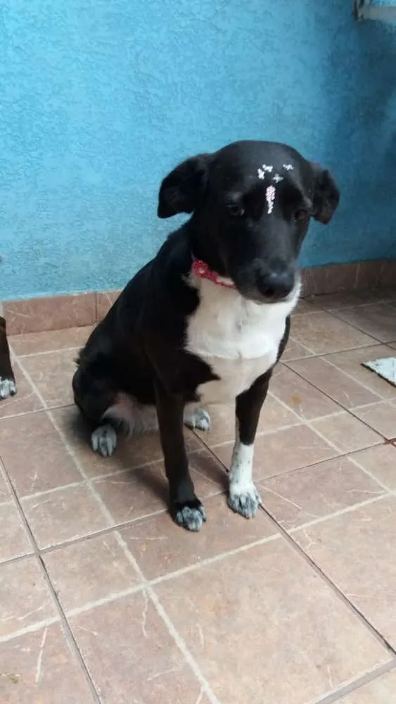 Cachorro ra a Canina idade 3 anos nome Paola