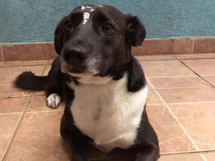 Cachorro ra a Canina idade 3 anos nome Paola