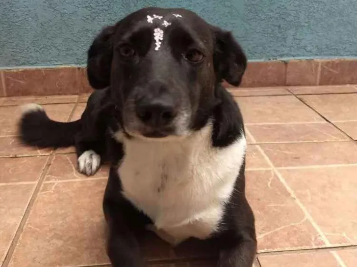 Cachorro ra a Canina idade 3 anos nome Paola