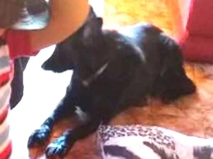 Cachorro ra a Canina idade 6 ou mais anos nome Big
