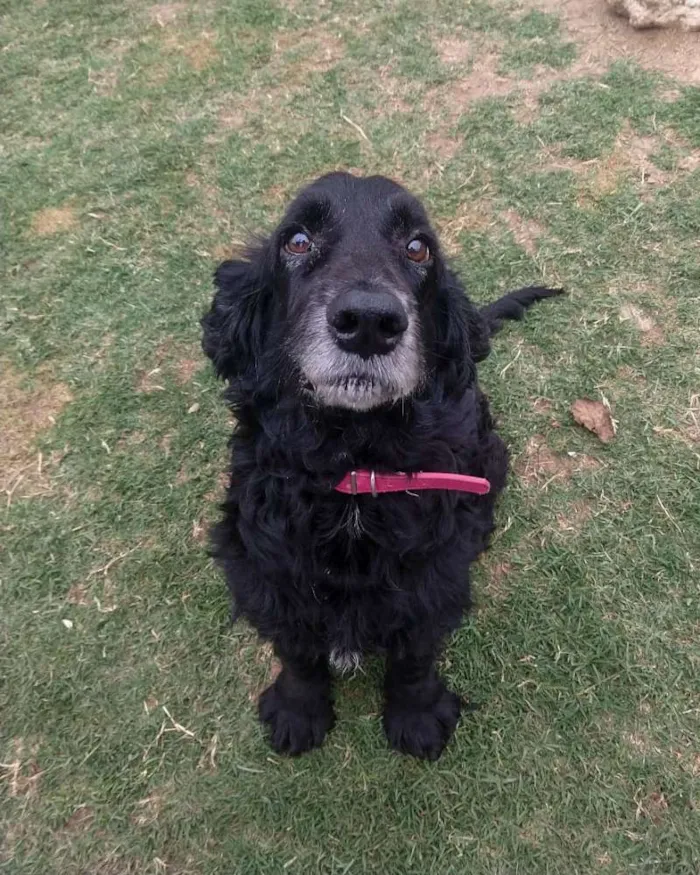 Cachorro ra a Vira lata, mestiço de Cocker idade 6 ou mais anos nome Shaolin