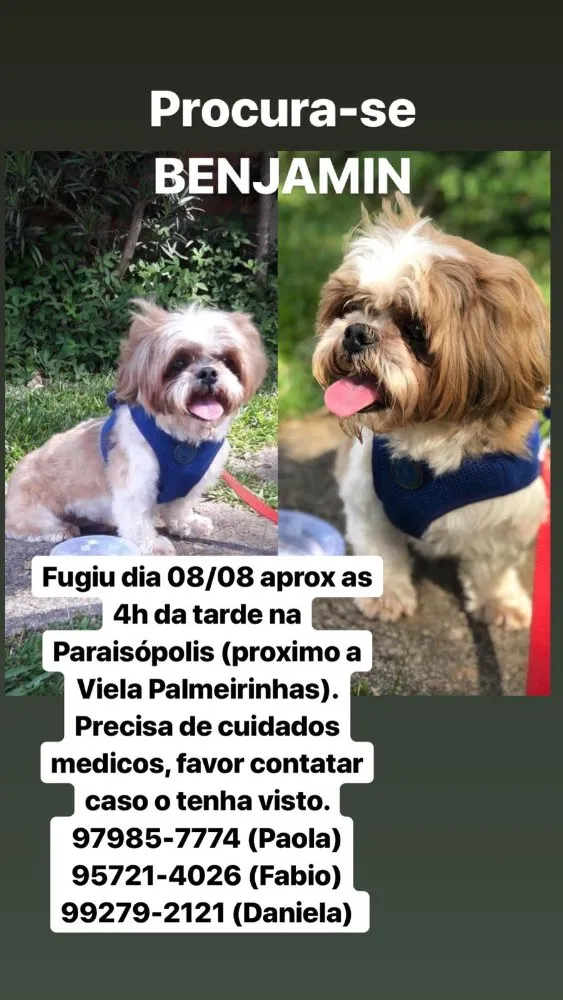 Cachorro ra a Shitzu idade 6 ou mais anos nome Benjamin 