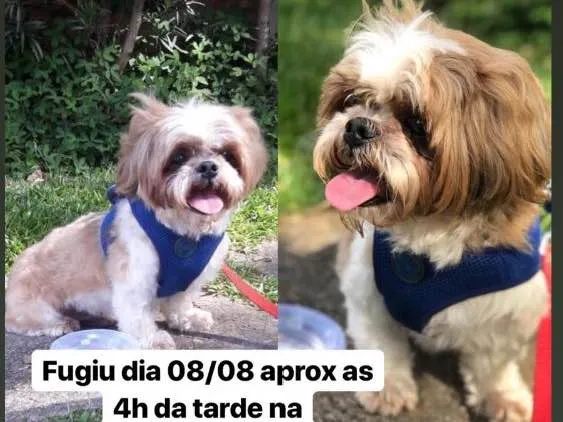 Cachorro ra a Shitzu idade 6 ou mais anos nome Benjamin 