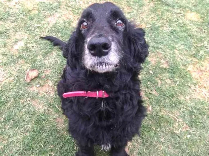 Cachorro ra a Vira lata, mestiço de Cocker idade 6 ou mais anos nome Shaolin