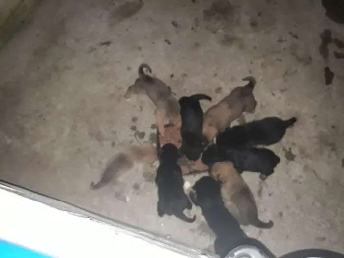 Cachorro ra a Rottweiler com pitbull mistura idade Abaixo de 2 meses nome Sem nomes