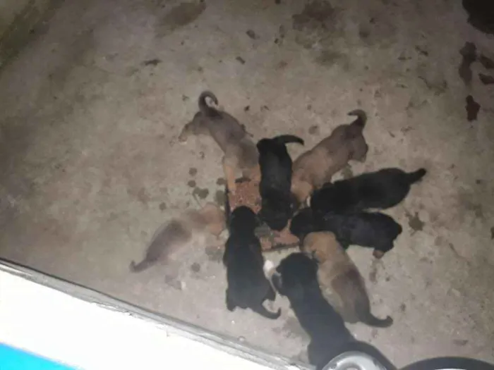 Cachorro ra a Rottweiler com pitbull mistura idade Abaixo de 2 meses nome Sem nomes