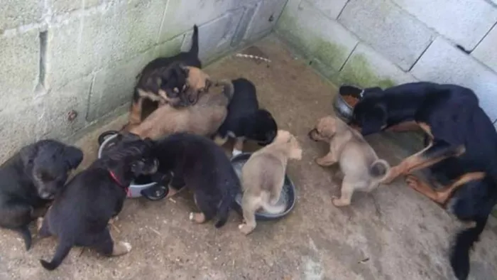 Cachorro ra a Rottweiler com pitbull mistura idade Abaixo de 2 meses nome Sem nomes
