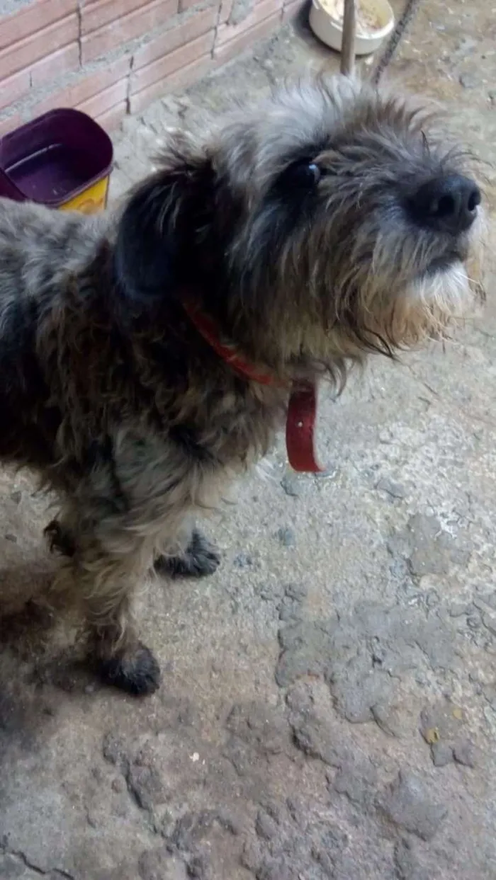 Cachorro ra a Não definido idade 4 anos nome Iazao