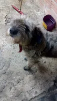 Iazao