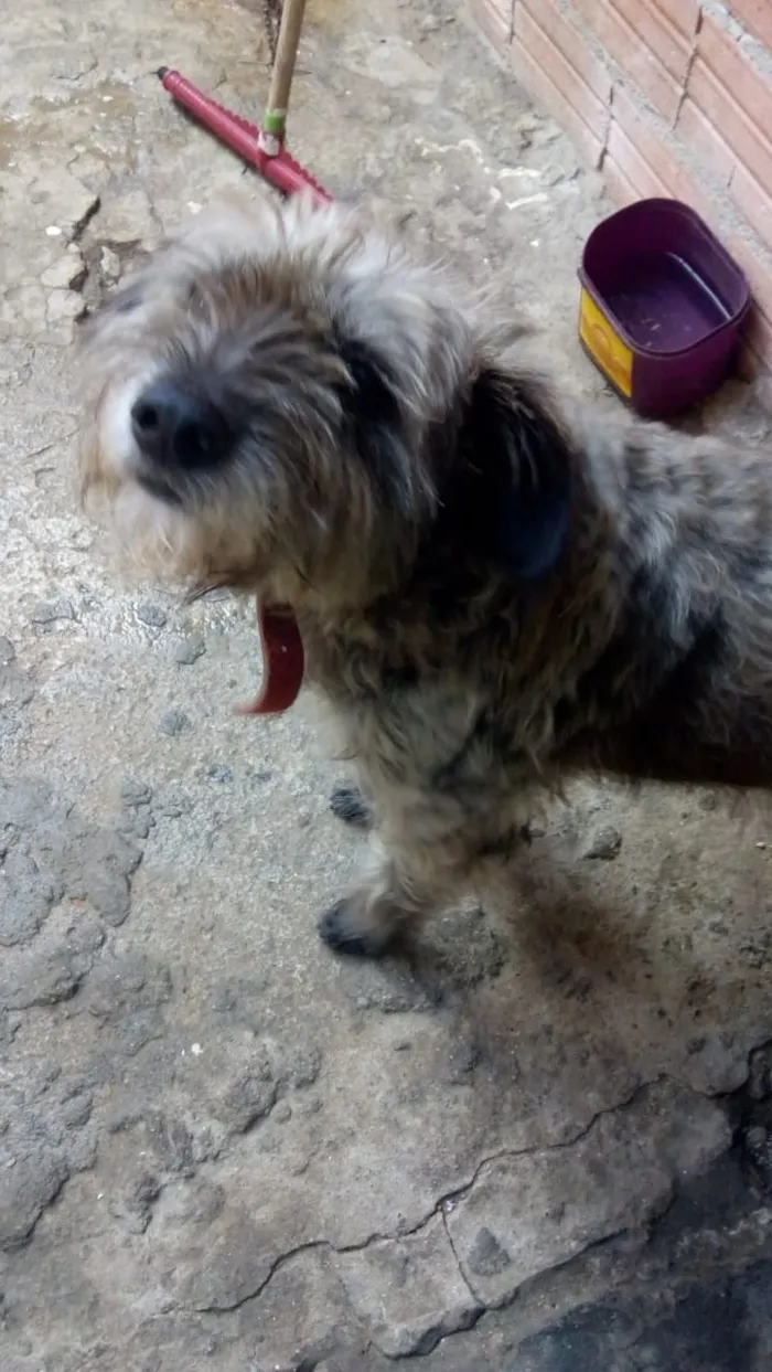 Cachorro ra a Não definido idade 4 anos nome Iazao