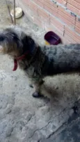 Iazao