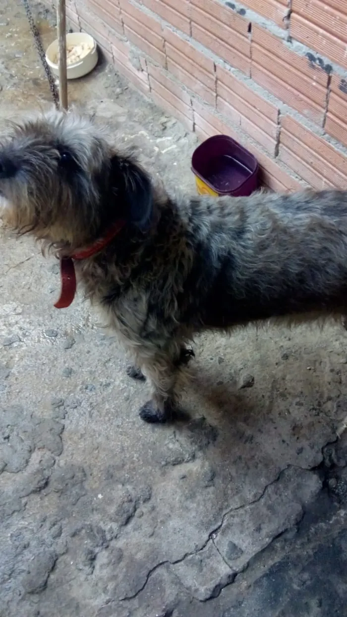 Cachorro ra a Não definido idade 4 anos nome Iazao