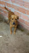 Iazao