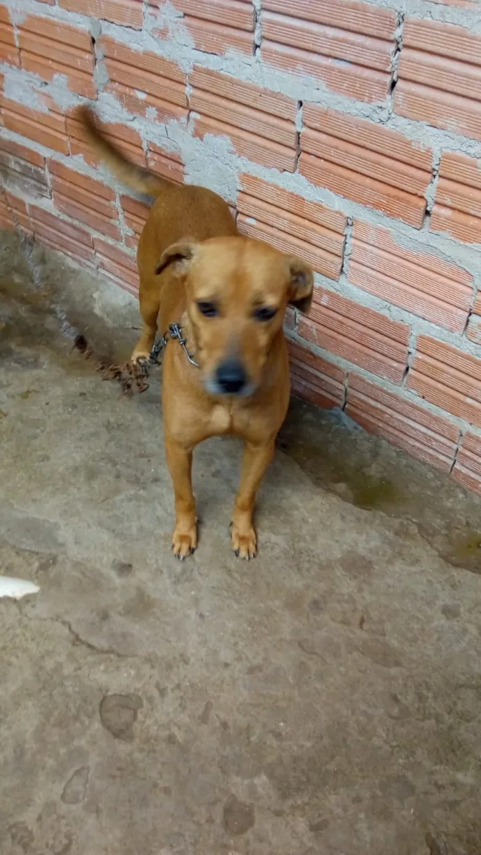 Cachorro ra a Não definido idade 4 anos nome Iazao