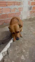 Iazao