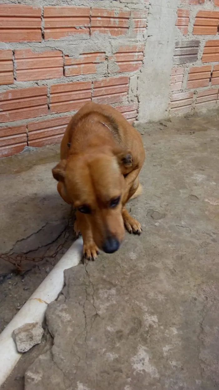 Cachorro ra a Não definido idade 4 anos nome Iazao