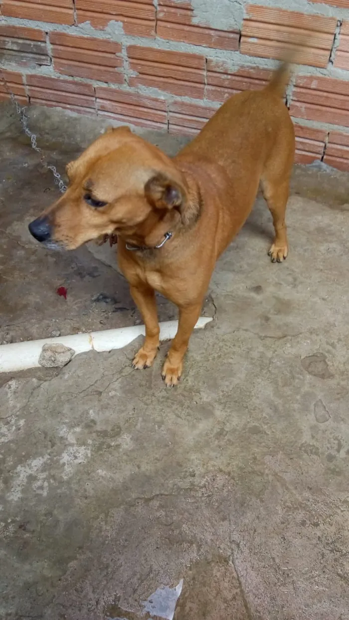 Cachorro ra a Não definido idade 4 anos nome Iazao