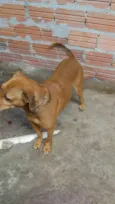 Iazao