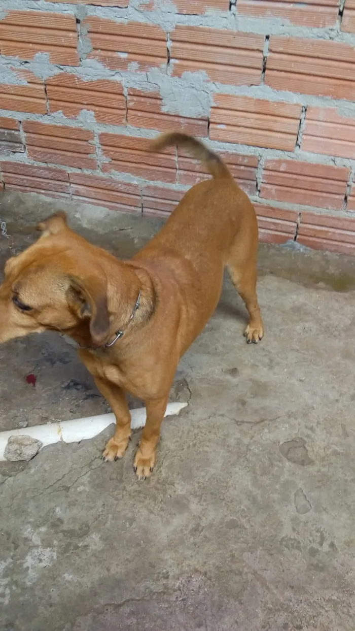 Cachorro ra a Não definido idade 4 anos nome Iazao