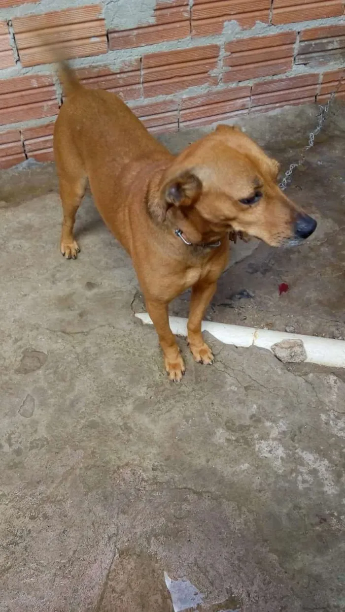 Cachorro ra a Mistura de labrador idade 6 ou mais anos nome Calebe